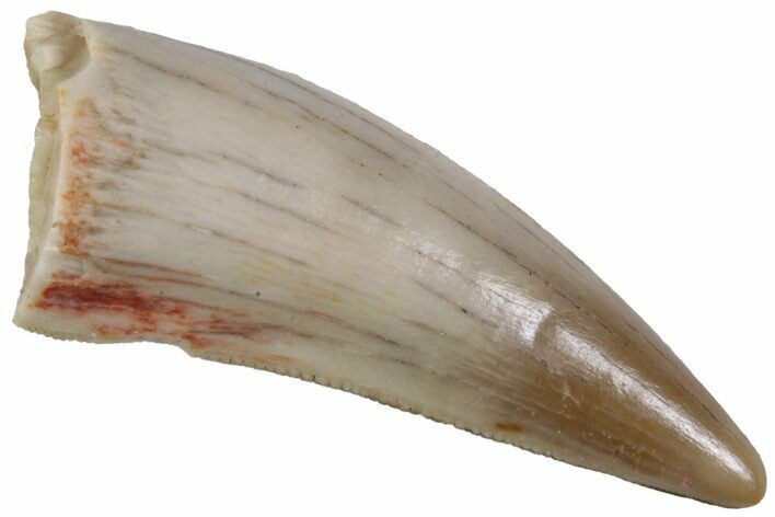 Serrated Triassic Reptile (Postosuchus?) Tooth - Texas #315780